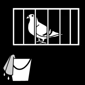 pigeon clean cage